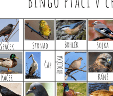 Ukázka bingo ptáčci