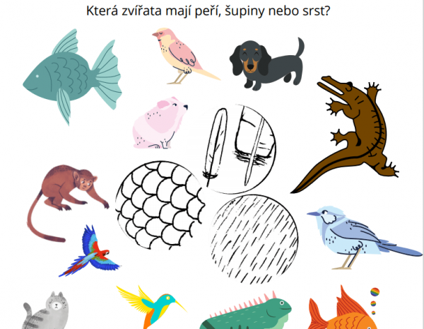 ryba, pták, morče, pes, krokodýl, opice, leguán, kolibřík, kočka adalší zvířata se mají rozřadit k obrázku peří, šupin nebo srsti