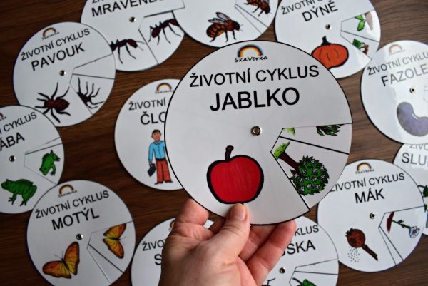Životní, cyklus, v, kolečku, sada, 13, ks