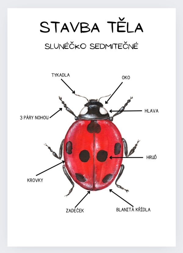 slunéčko sedmitečné, slunéčko, beruška